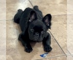 Small #2 French Bulldog