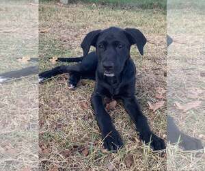 Lila - Female Labrador Retriever-Unknown Mix Dog for Adoption - Photo #3