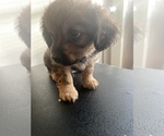 Small Photo #1 Shorkie Tzu Puppy For Sale in BUFFALO, NY, USA