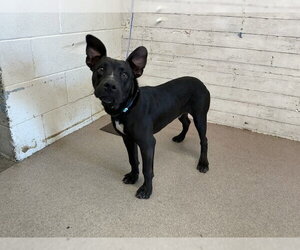 Mutt Dogs for adoption in San Bernardino, CA, USA