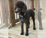 Small Photo #1 Poodle (Standard) Puppy For Sale in PINEVILLE, KY, USA