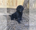 Small Photo #3 Goldendoodle Puppy For Sale in PINEHURST, NC, USA