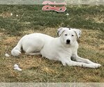 Small Photo #2 Great Pyrenees-Unknown Mix Puppy For Sale in Garland, TX, USA