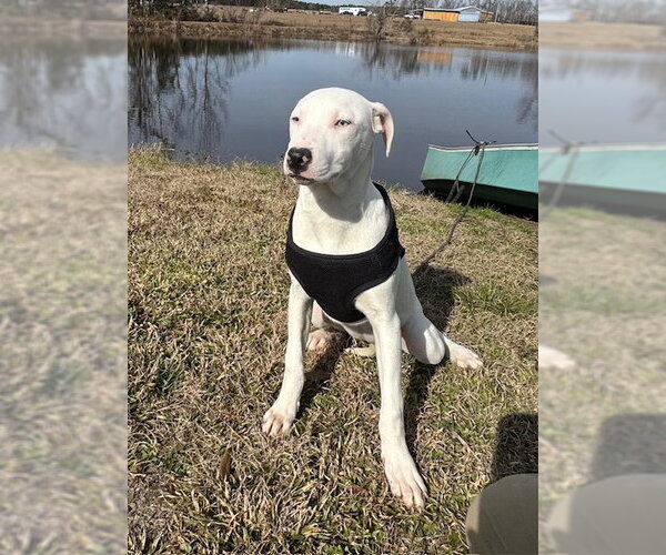 Medium Photo #10 Bulldog-Labrador Retriever Mix Puppy For Sale in Tarrytown, GA, USA