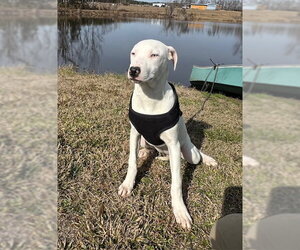 Snow - Female Bulldog-Labrador Retriever Mix Dog for Adoption - Photo #5