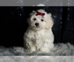 Puppy Demeter Maltipoo (Miniature)