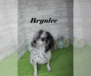 Poodle (Toy) Puppy for sale in CHANUTE, KS, USA