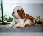 Small Photo #10 Cavapoo (Miniature) Puppy For Sale in CAMDEN, MI, USA