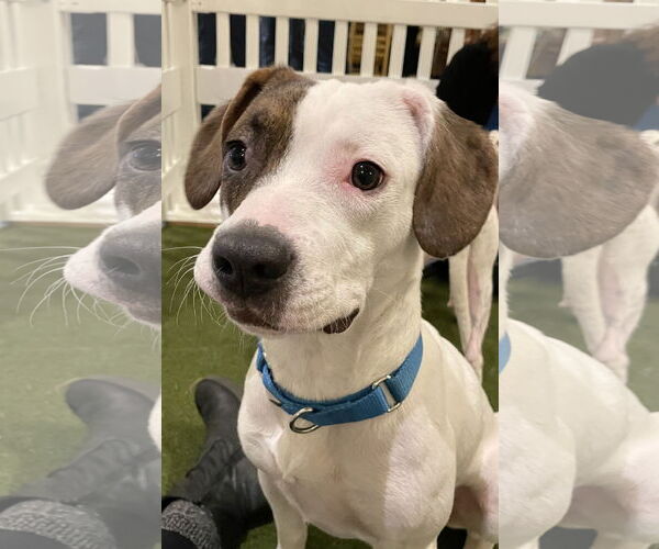 Medium Photo #2 Beagle-Unknown Mix Puppy For Sale in Techny, IL, USA