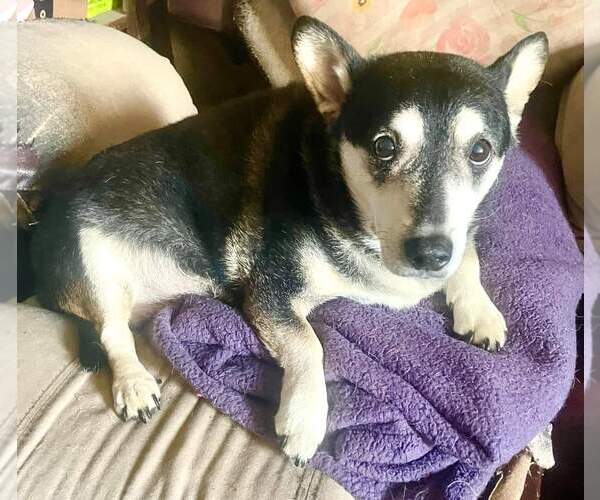 Medium Photo #8 Mutt Puppy For Sale in Marine City, MI, USA