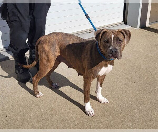 Medium Photo #1 American Pit Bull Terrier Puppy For Sale in Louisville, KY, USA