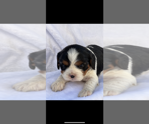 Cavalier King Charles Spaniel Puppy for sale in NILES, MI, USA