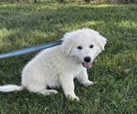 Small Photo #5 Great Pyrenees Puppy For Sale in CANOGA, NY, USA