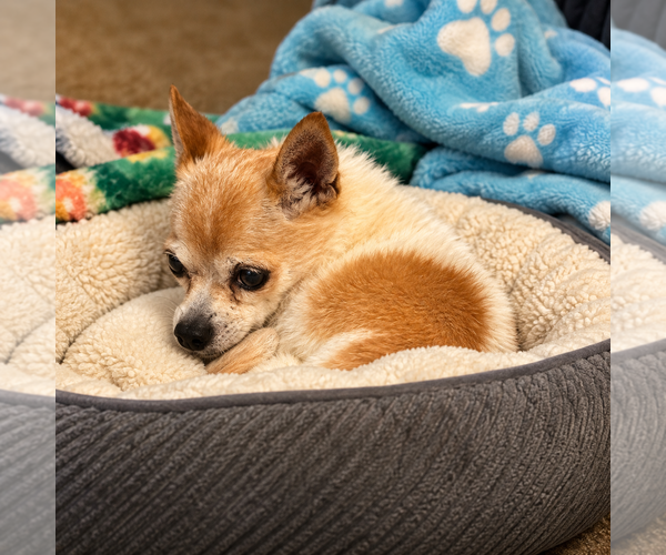 Medium Photo #4 Chihuahua Puppy For Sale in San Diego, CA, USA