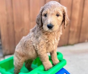 Goldendoodle Puppy for sale in ERWIN, NC, USA