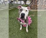 Small #1 Mutt
