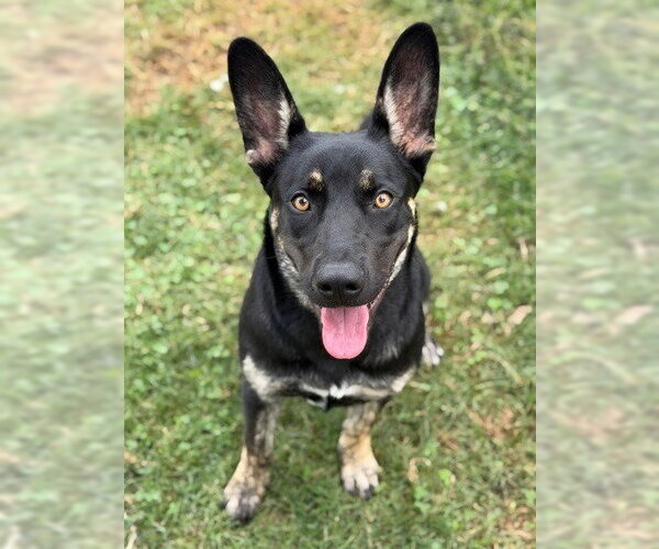 Medium Photo #6 Australian Kelpie-German Shepherd Dog Mix Puppy For Sale in Canton, CT, USA