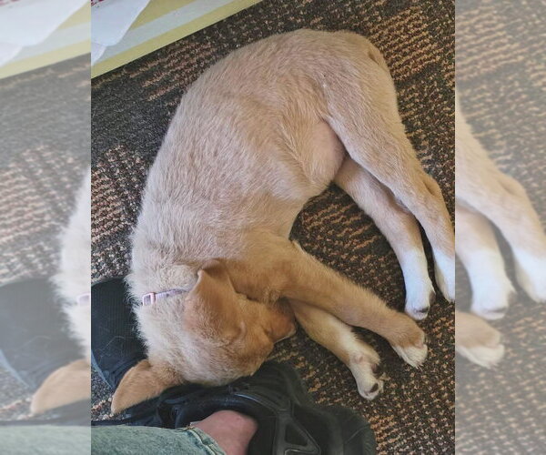 Medium Photo #3 Mutt Puppy For Sale in Duluth, MN, USA