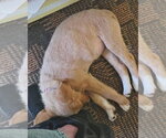 Small #2 Mutt