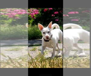 Dachshund-Unknown Mix Dogs for adoption in Santa Rosa, CA, USA