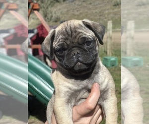 Pug Puppy for Sale in MITCHELL, Oregon USA