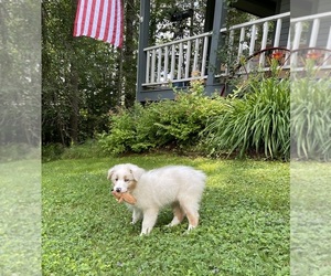 Australian Shepherd Puppy for sale in SARANAC LAKE, NY, USA