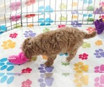Small #4 Cavapoo (Miniature)-Poodle (Toy) Mix