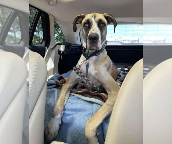 Medium Photo #1 Great Dane Puppy For Sale in Bullard, TX, USA