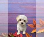 Small Photo #5 Maltese Puppy For Sale in FORT WORTH, TX, USA