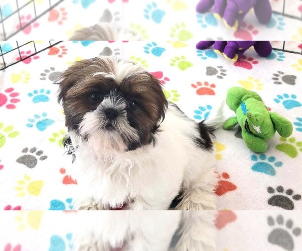 Medium Photo #5 Shih Tzu Puppy For Sale in ORO VALLEY, AZ, USA