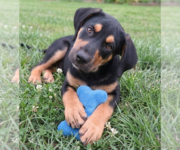 Medium Photo #2 Labrador Retriever-Unknown Mix Puppy For Sale in Grovertown, IN, USA