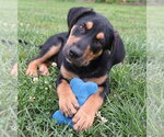 Small #1 Labrador Retriever Mix