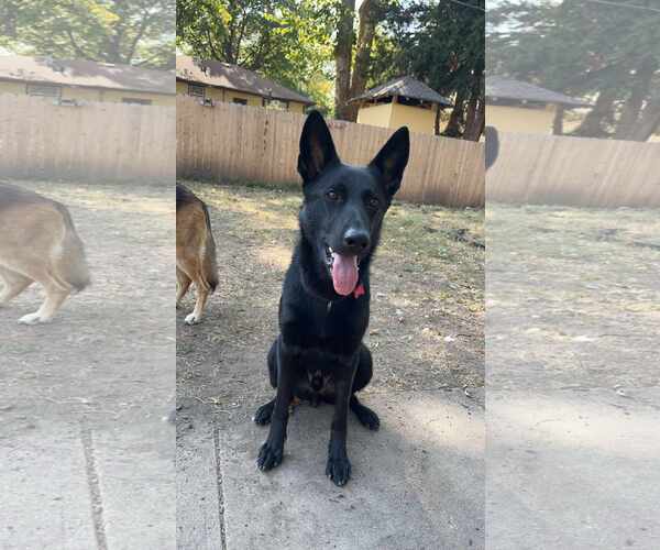 Medium Photo #12 German Shepherd Dog Puppy For Sale in Gretna, NE, USA