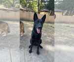 Small #11 German Shepherd Dog