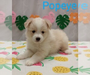 American Eskimo Dog-Miniature Australian Shepherd Mix Puppy for sale in CAMPBELL, MN, USA