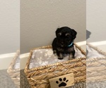 Small Photo #4 Maltipoo Puppy For Sale in SALEM, OR, USA