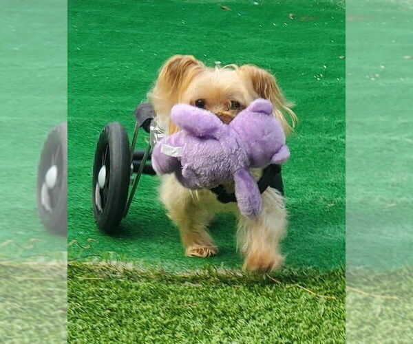 Medium Photo #3 Mutt Puppy For Sale in Plantation, FL, USA