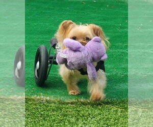 Harrison on Wheels - Male Mutt Dog for Adoption - Photo #3