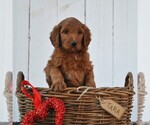 Small Photo #7 Irish Doodle Puppy For Sale in GREENCASTLE, PA, USA