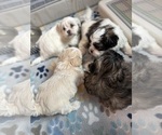 Small Photo #18 Poodle (Miniature)-Zuchon Mix Puppy For Sale in HTFD, CT, USA