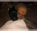 Small Photo #20 American Pit Bull Terrier-Doberman Pinscher Mix Puppy For Sale in HAYESVILLE, NC, USA