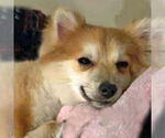 Small #4 Pomeranian