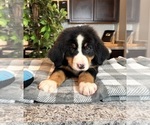 Small Photo #2 Bernese Mountain Dog Puppy For Sale in GREENWOOD, IN, USA
