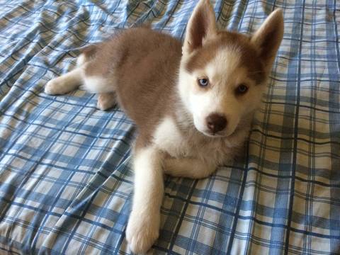 Medium Photo #1 Siberian Husky Puppy For Sale in SOLVANG, CA, USA