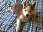 Small Photo #1 Siberian Husky Puppy For Sale in SOLVANG, CA, USA