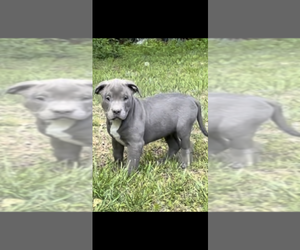 American Bully Puppy for sale in SOMERSET, KY, USA