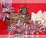 Small Photo #69 Chihuahua Puppy For Sale in CHARLESTON, AR, USA