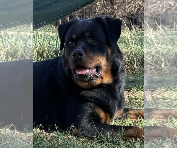Medium Photo #5 Rottweiler Puppy For Sale in Mooresville, NC, USA