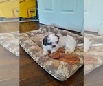 Small Photo #8 Shih Tzu Puppy For Sale in ALLENSVILLE, KY, USA