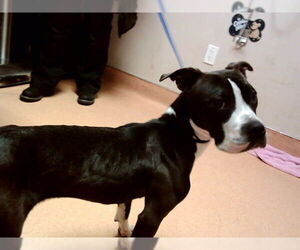 American Pit Bull Terrier Dogs for adoption in Martinez, CA, USA